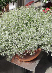 Euphorbia 'Stardust White Sparkle'
